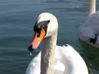 CIGNO INCAZZATO