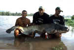 203 cm Segre