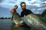 226 cm Segre
