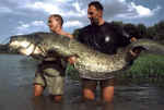 226 cm Segre