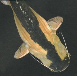 Siluro bicolor