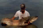 Siluro pescado al lanzado en escatrn, (embalse de mequinenza).