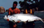 paul+seni tarpon 2