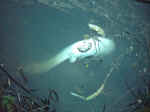 200711412102_IMAG0016a.jpg (94200 byte)
