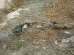 DSCN0030.jpg (115647 byte)