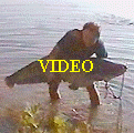Video di pesca al siluro