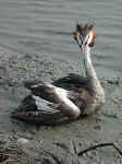 Fauna acquatica del Po