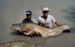 Estos siluros, fueron pescados al lanzado con pez artificial, en el embalse de mequinenza, 2,07m, 2,18m, 2,28m 