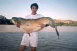 Siluro pescado al lanzado con crankbait en Escatrn,  (ro Ebro) 1,85 mt.