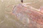 Un gran siluro con el seuelo que lo enga, Escatrn 2002