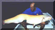 Albino di 1 mt 85 cm catturato nel Rodano