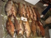 2009914112250_carp2
