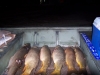 porcatroia2